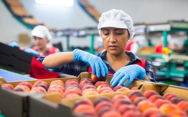 Worker in a factory sorts peaches into boxes, wearing a hairnet, gloves, and a red apron.